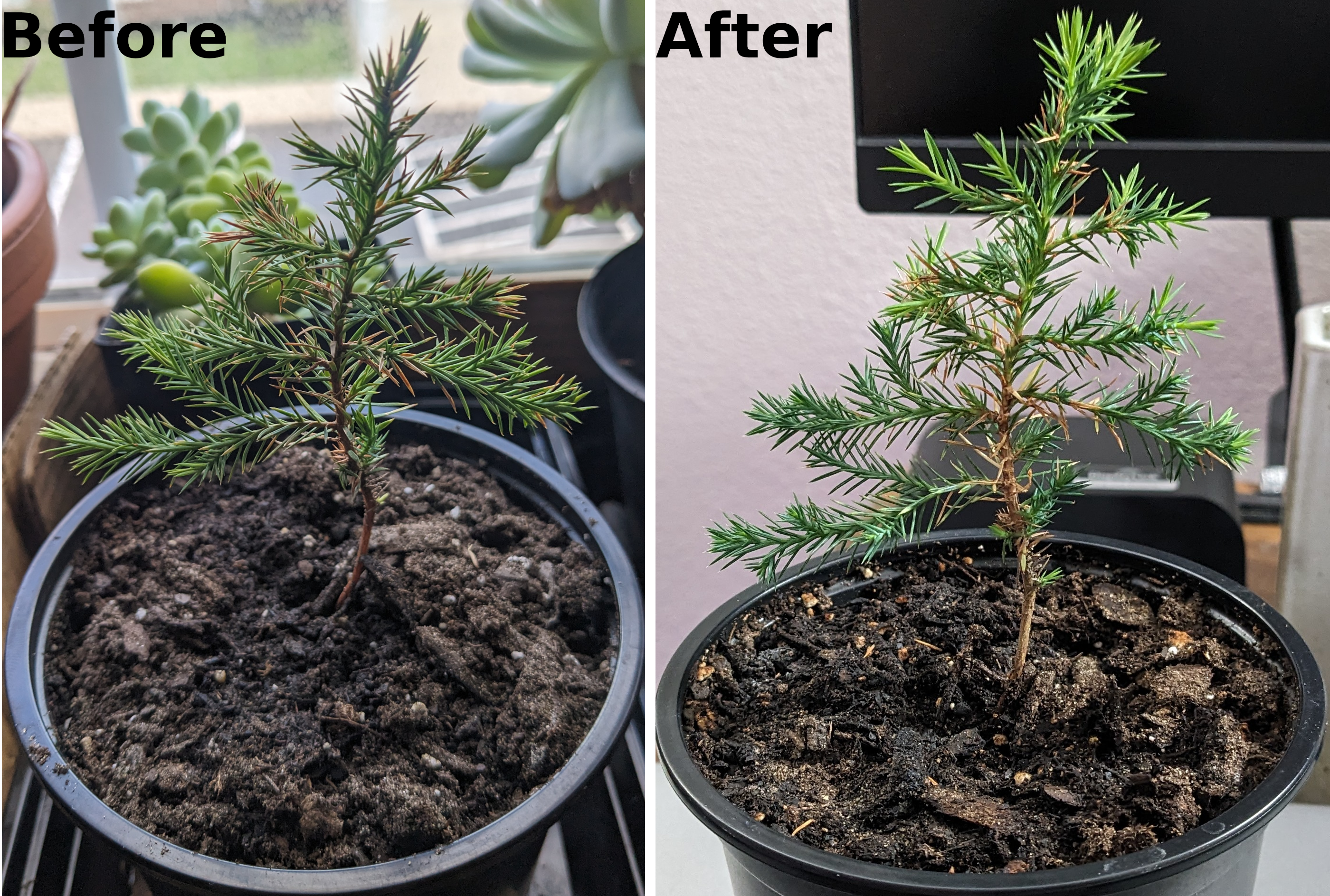 Tree: One Month Progress